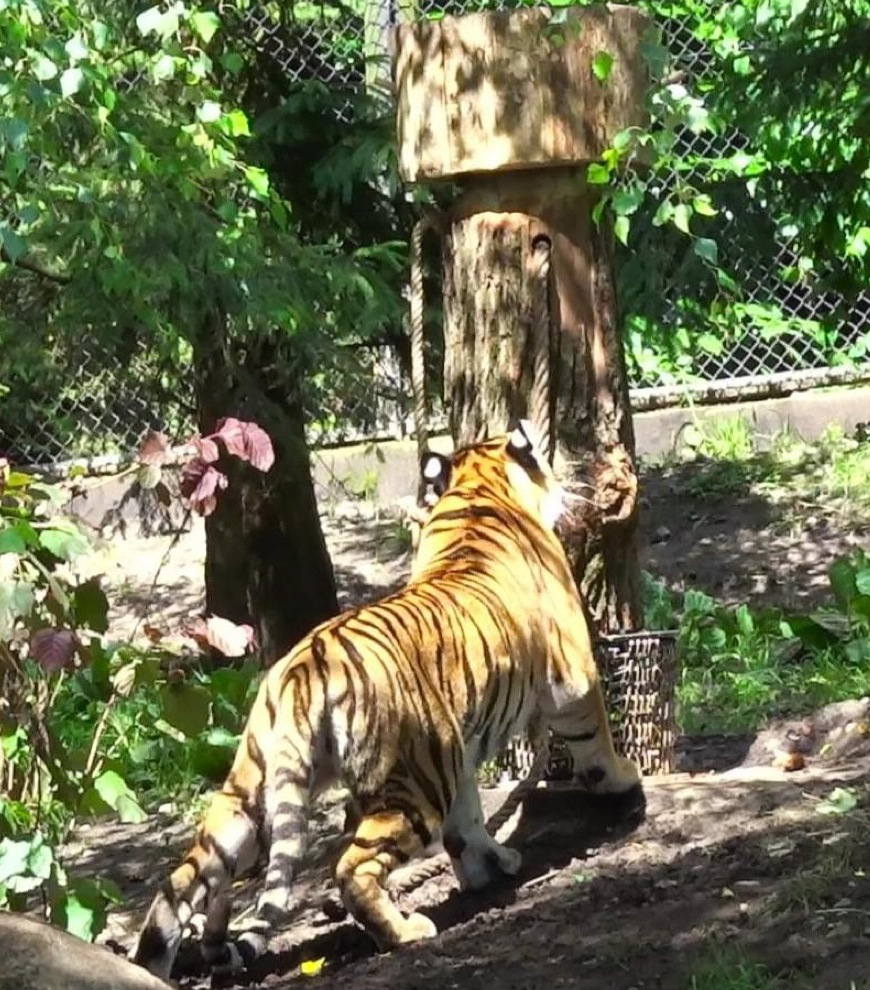 tigerbaum_7