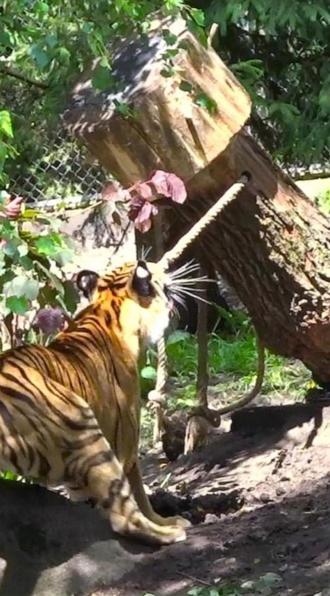 tigerbaum_9